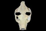 Oreodont (Merycoidodon) Partial Skull - Wyoming #113034-3